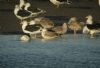 Caspian Gull at Hole Haven Creek (Steve Arlow) (69068 bytes)